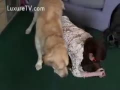 For specie, a willing cougar snatches her friend's puppy.